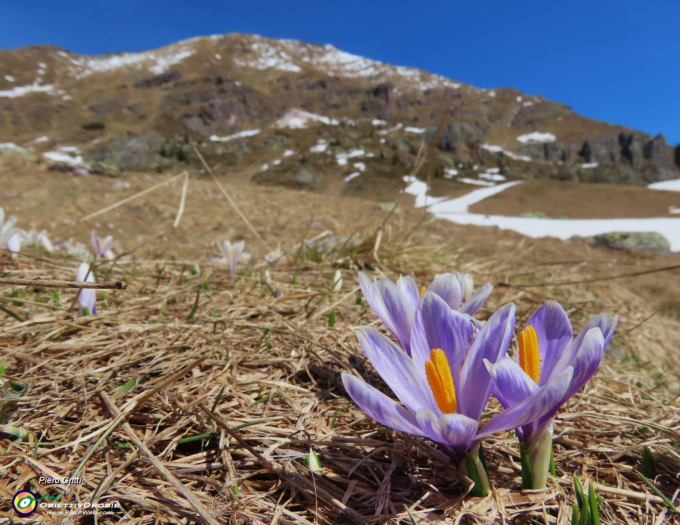 18 Al Monte Campo primi Crocus vernus .JPG